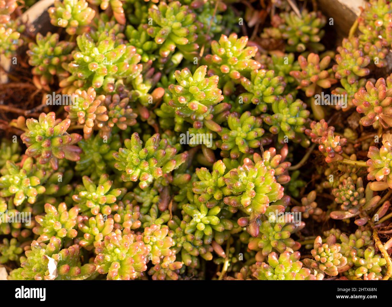Sedum rubrotinctum piante succulente alto angolo di vista Foto Stock Sedum rubrotinctum piante succulente alto angolo di vista Foto Stock