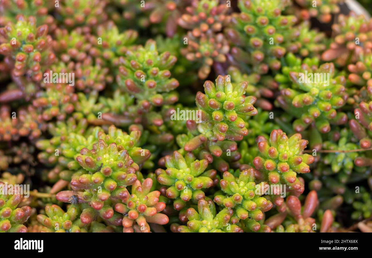 Sedum rubrotinctum succulente nella stagione primaverile Foto Stock Sedum rubrotinctum succulente nella stagione primaverile Foto Stock