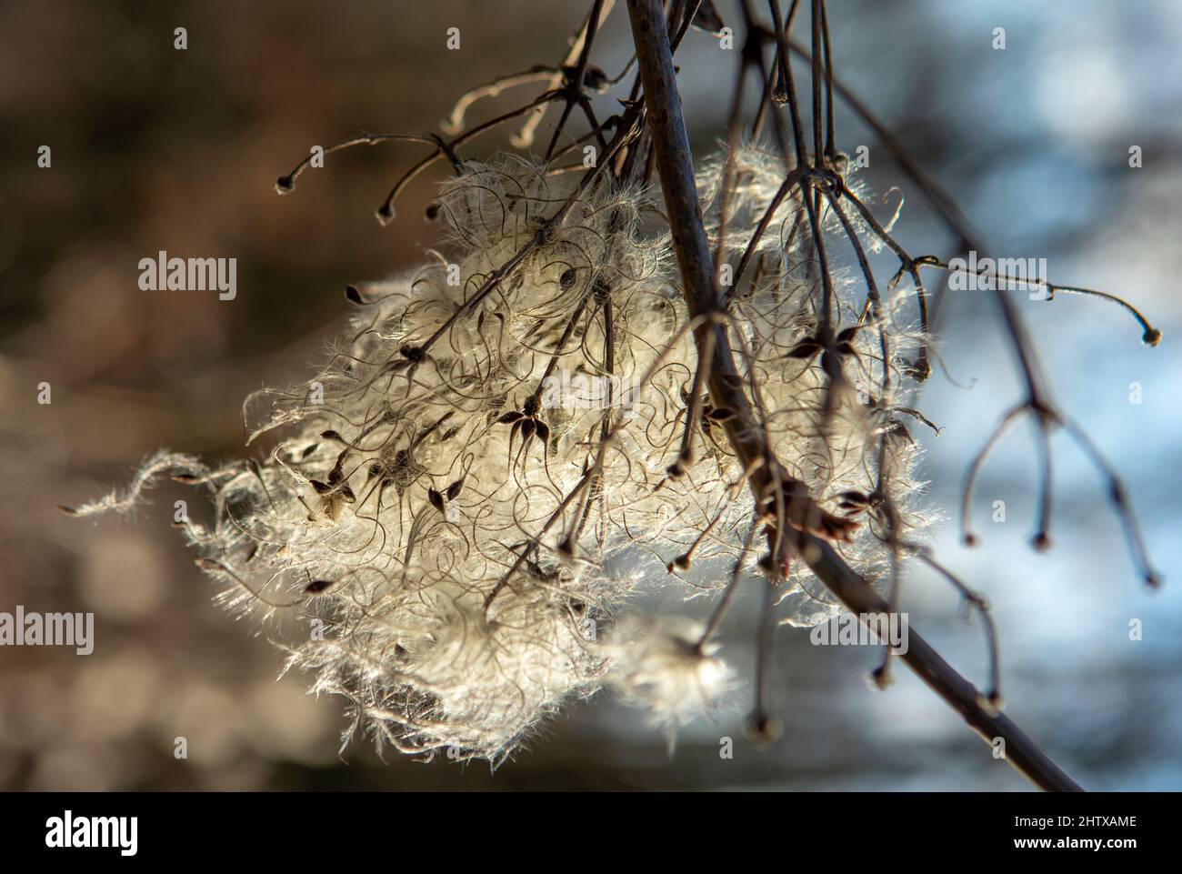 Teste di seme con appendici setose di clematis vitalba in inverno. La pianta è anche conosciuta come la barba dell'uomo anziano o la gioia del viaggiatore. Foto Stock