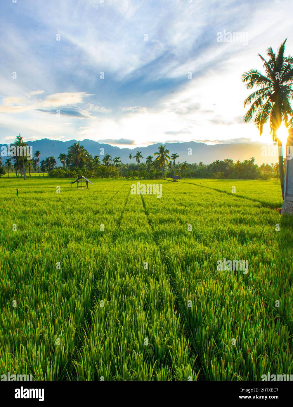 Vista della distesa verde di risaie al mattino con il sole che si distende da dietro le palme da cocco a Pasaman, Indonesia Sumatra occidentale Foto Stock
