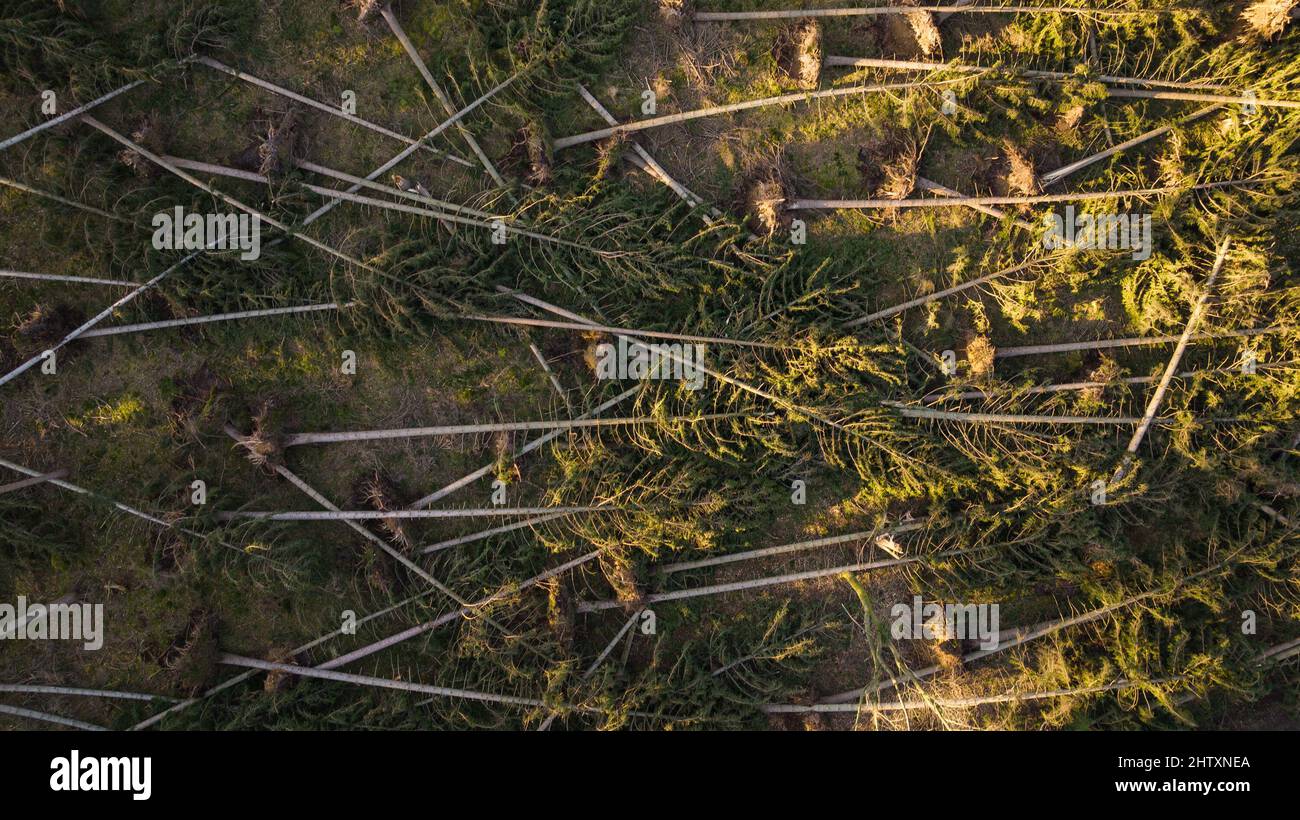 Oechtringen, Germania. 02nd Mar 2022. Gli alberi abbattuti dalle tempeste giacciono sul pavimento della foresta (fucilato con un drone). Le tempeste delle ultime settimane hanno distrutto un po' nelle foreste. Prima che le temperature salgano in primavera e il coleottero della corteccia rimbalza sugli alberi di abete caduti, devono essere eliminati. Credit: Mars/dpa/Alamy Live News Foto Stock