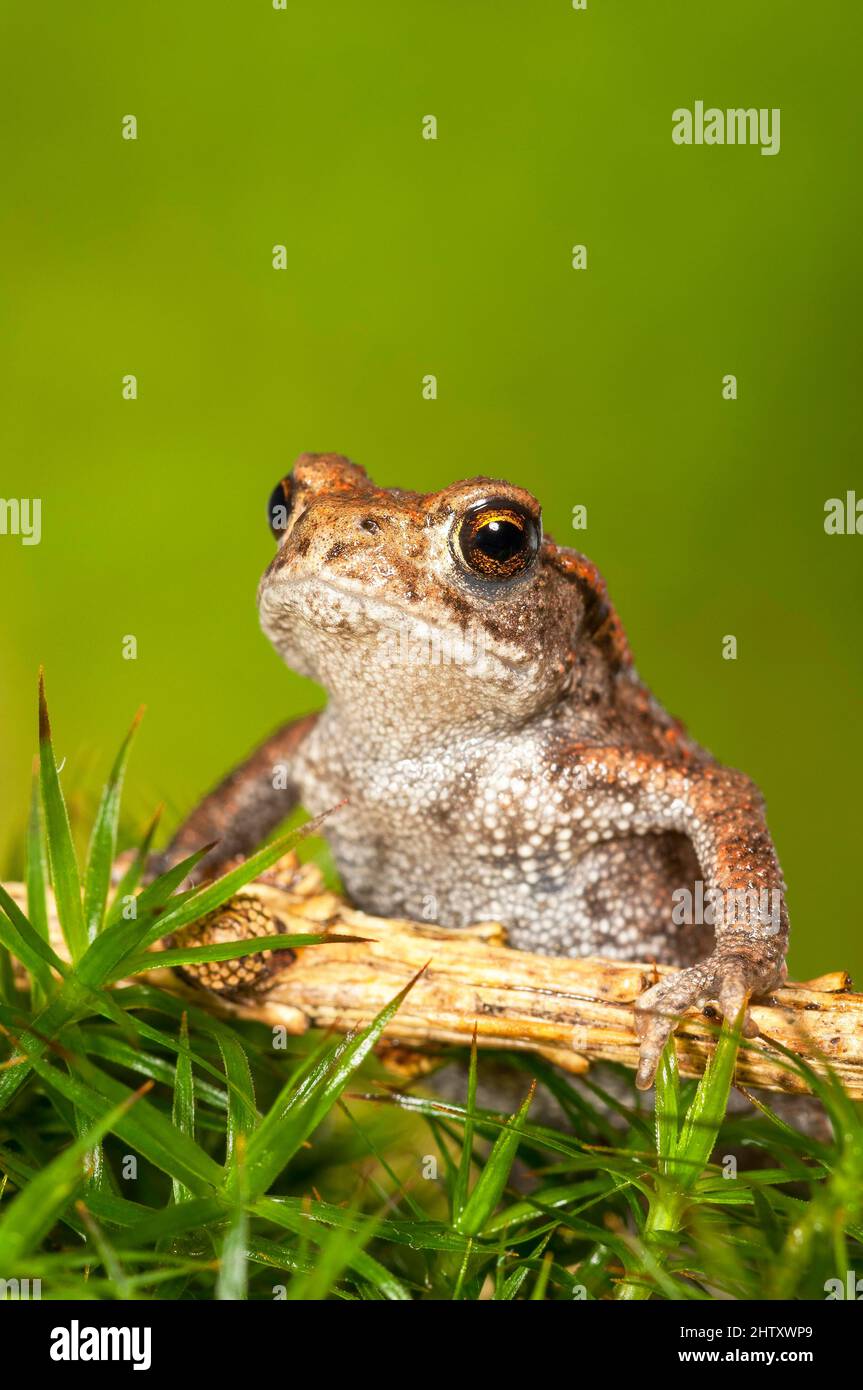 Comune toad (Bufo bufo) su muschio, giovanile, Baden-Wuerttemberg Foto Stock
