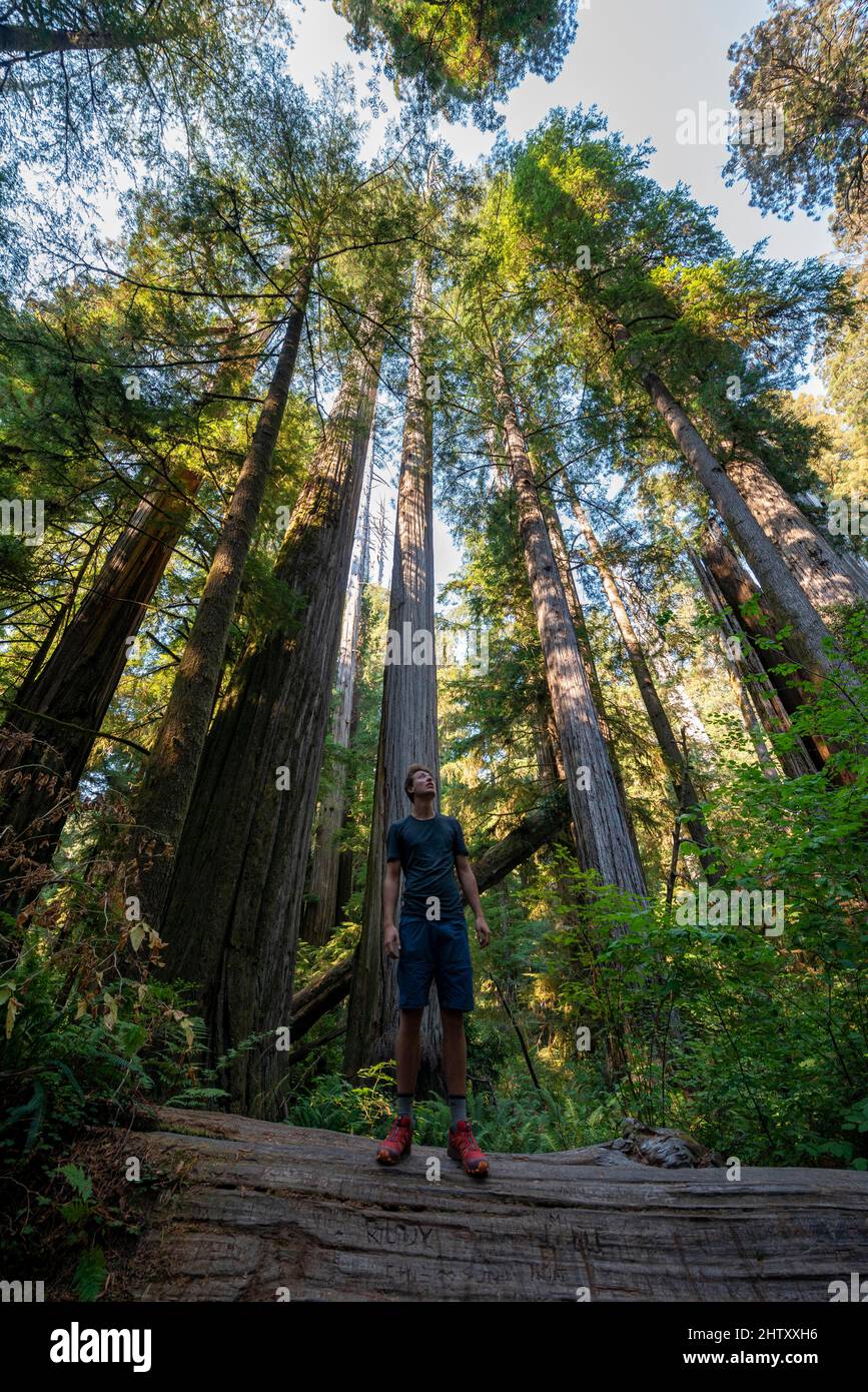 Giovane uomo in piedi su una sequoia caduta, costa sequoie (Sequoia sempervirens), foresta con felci e vegetazione densa, Jedediah Smith Redwoods state Foto Stock