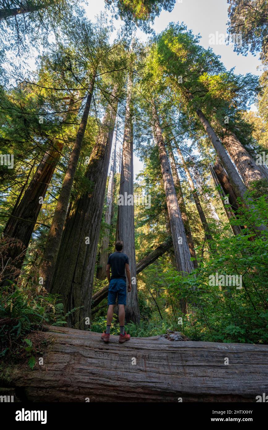 Giovane uomo in piedi su una sequoia caduta, costa sequoie (Sequoia sempervirens), foresta con felci e vegetazione densa, Jedediah Smith Redwoods state Foto Stock