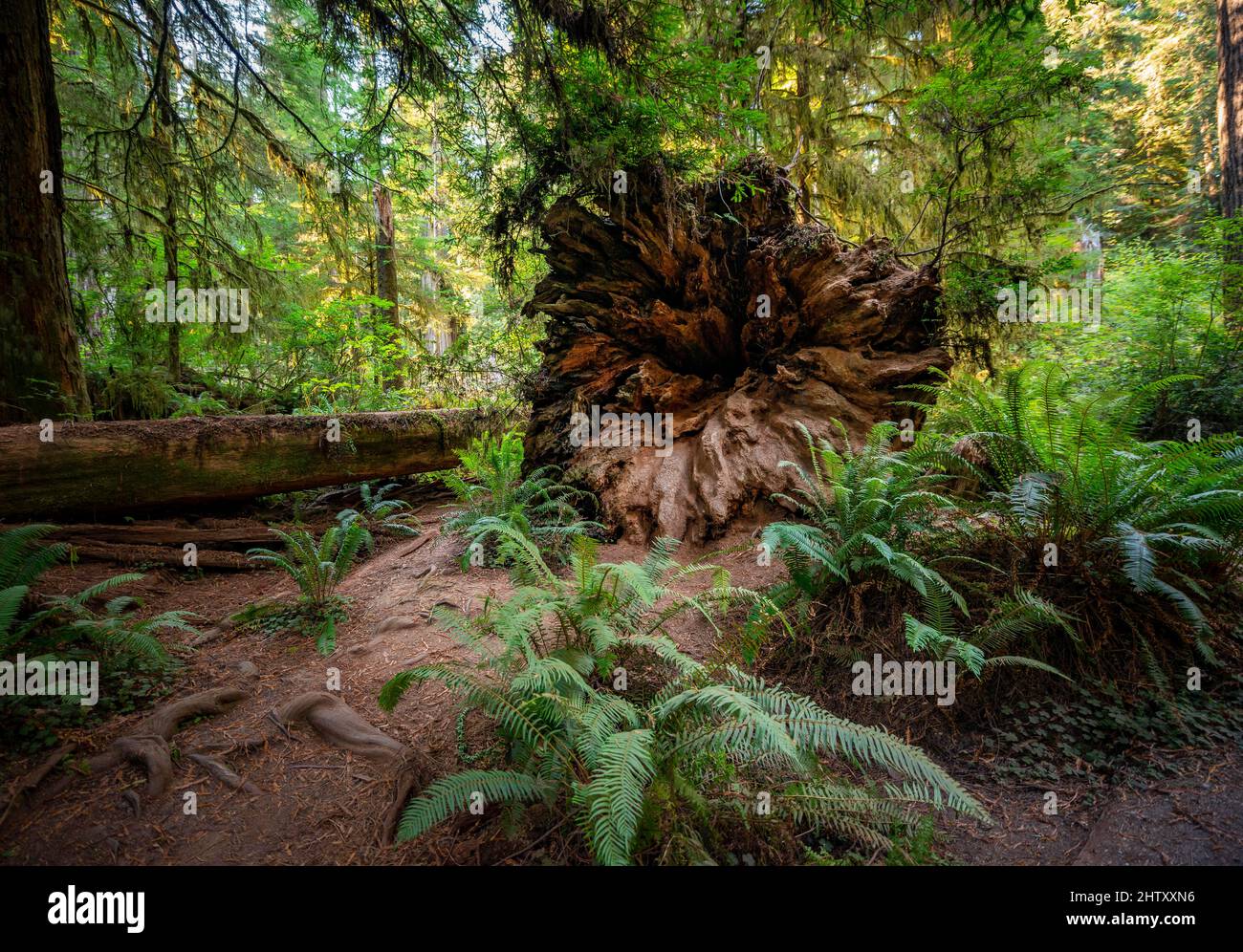 Tronco caduto di un albero di sequoia, sequoie di costa (Sequoia sempervirens), foresta con felci e vegetazione densa, parco statale di Jedediah Smith Redwoods Foto Stock