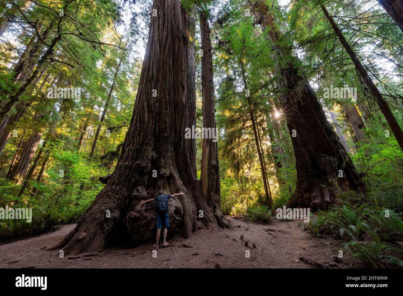 Giovane uomo che abbraccia una sequoia, costeggia le sequoie (Sequoia sempervirens), foresta con felci e vegetazione densa, sunstar, Jedediah Smith Redwoods state Foto Stock