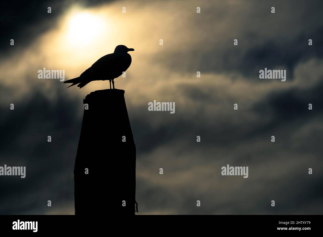 Seagull in pole davanti al sole in controluce, Venezia, Veneto, Italia Foto Stock