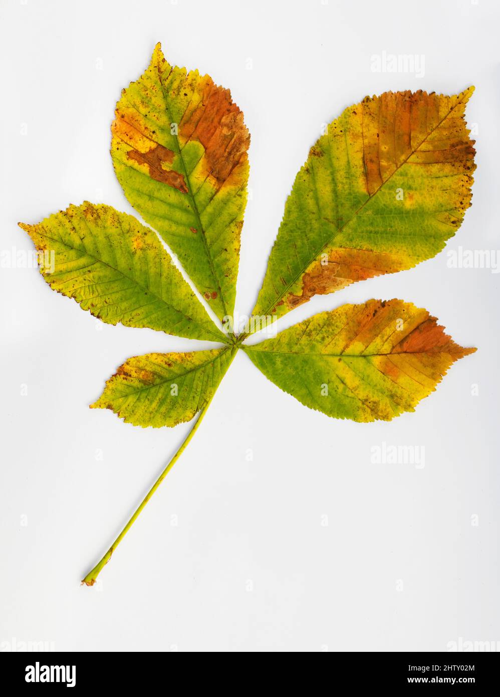 Foglia di castagno colorata in autunno (Castanea), sfondo bianco, scatto studio Foto Stock