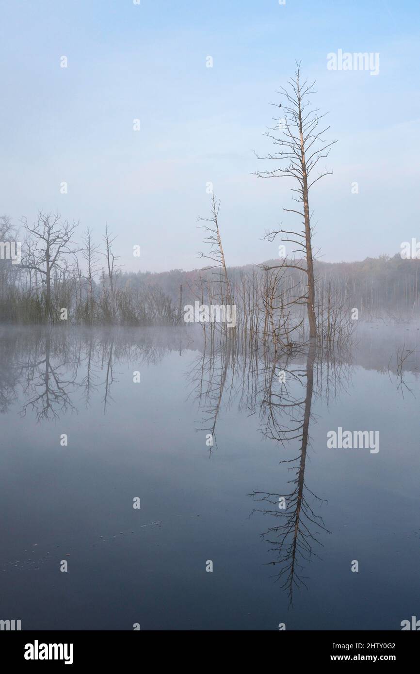 Zona di sidenza di montagna, alberi morti in acqua, nebbia mattutina, Bottrop, zona della Ruhr, Renania settentrionale-Vestfalia, Germania Foto Stock