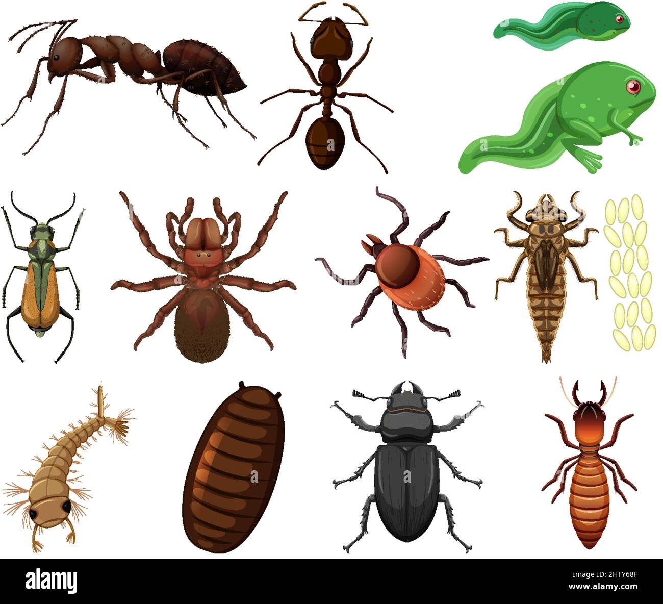 Diversi tipi di insetti e animali su sfondo bianco illustrazione Illustrazione Vettoriale