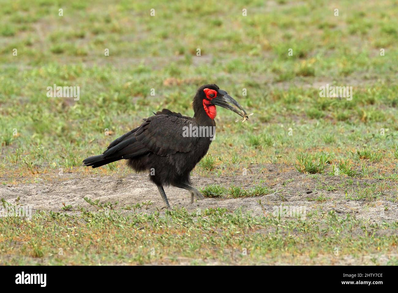 La pala del sud, Bucorvus leadbeateri, la più grande pala del mondo. Uccello nero con faccia rossa che cammina nell'erba verde. Animale nel habita Foto Stock