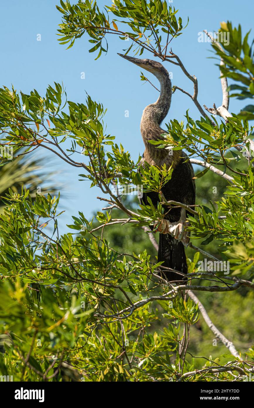 Sunning anhinga (Anhinga anhinga) in un albero sul lungomare al Bird Island Park a Ponte Vedra Beach, Florida. (USA) Foto Stock