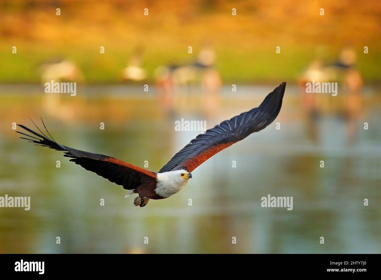 Aquila di pesce africana, cantante di Haliaeetus, uccello marrone con volo a testa bianca. Volo aquila sopra l'acqua del lago. Scena faunistica dalla natura africana, Okavang Foto Stock