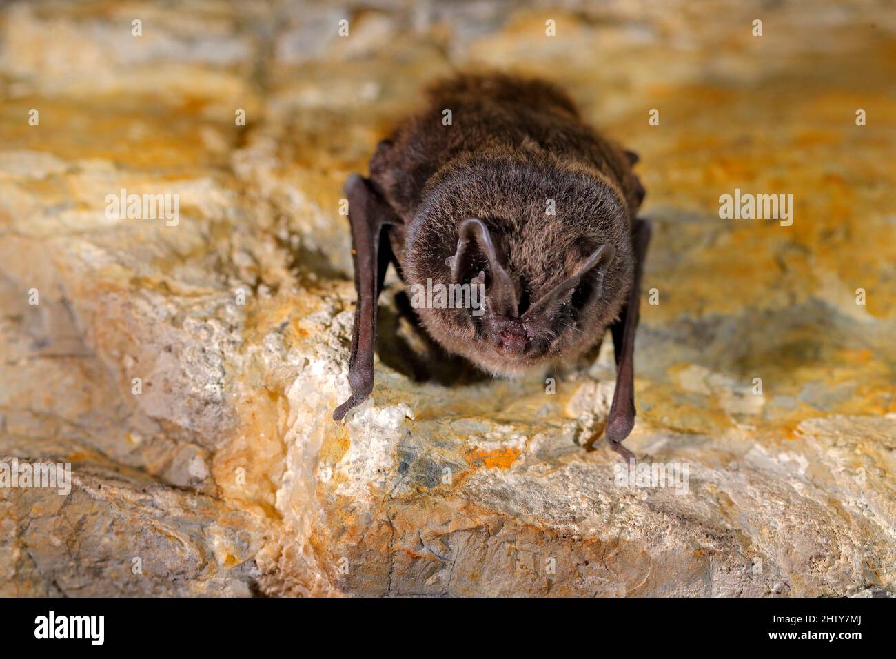 Nella natura grotta habitat, Cesky kras, ceco. Animale sotterraneo appeso alla pietra. Scena faunistica da tunnel roccioso grigio. Foto Stock