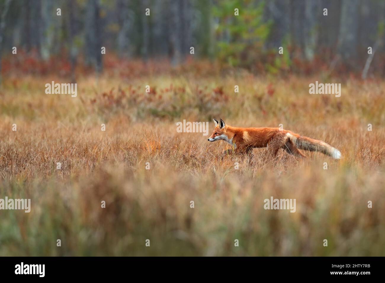 Volpe nell'habitat. Volpe rossa, Vulpes vulpes, bellissimo animale sulla vegetazione verde nella foresta, nell'habitat naturale, sole serale con bella luce, po Foto Stock