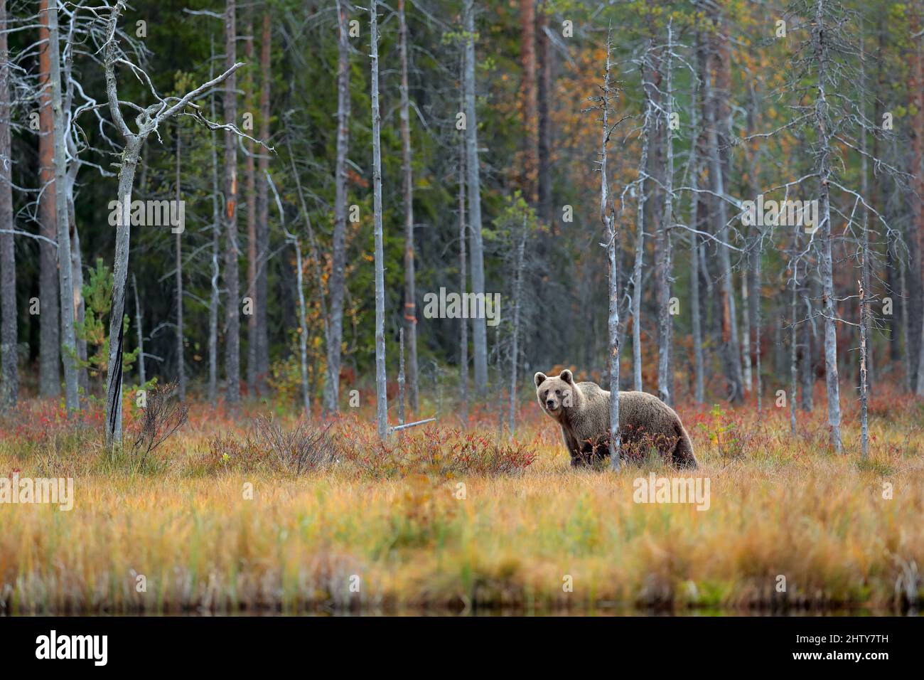 Orso nella foresta gialla. Alberi d'autunno con orso. Bellissimo orso bruno che cammina intorno al lago, colori autunnali. Grande pericolo animale in habitat. Fauna selvatica scena fr Foto Stock