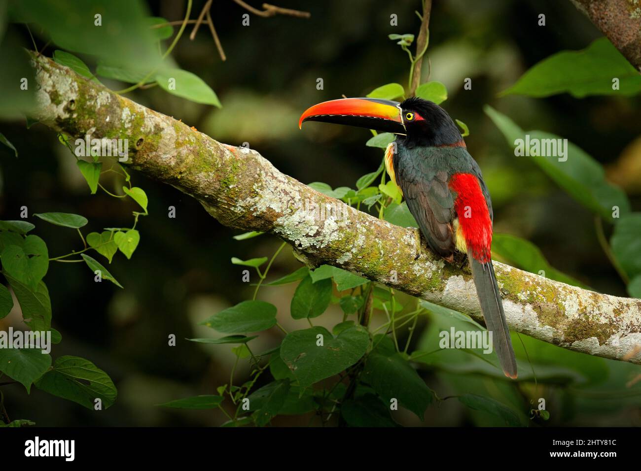 Aracari fatturati a fuoco, Pteroglossus frantzii, uccello con grande fattura. Toucan seduto sul ramo nella foresta, Costa Rica. Birdwatching viaggio in centro Foto Stock