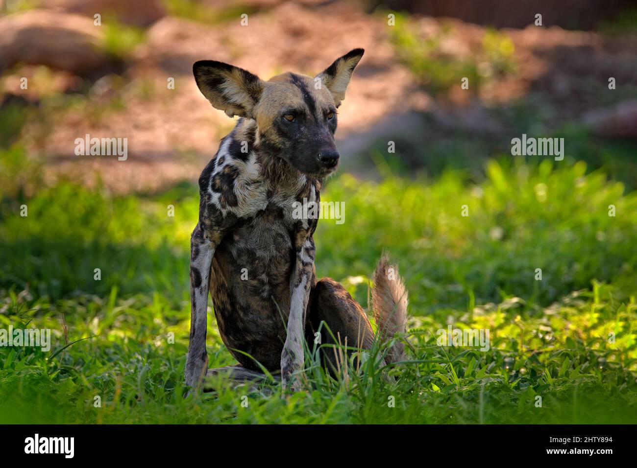 Cane selvatico africano, camminando nel verde erba, Mana piscine, Zimbabwe, Africa. Pericoloso animale macchiato con grandi orecchie. Caccia cane dipinto su africa saf Foto Stock