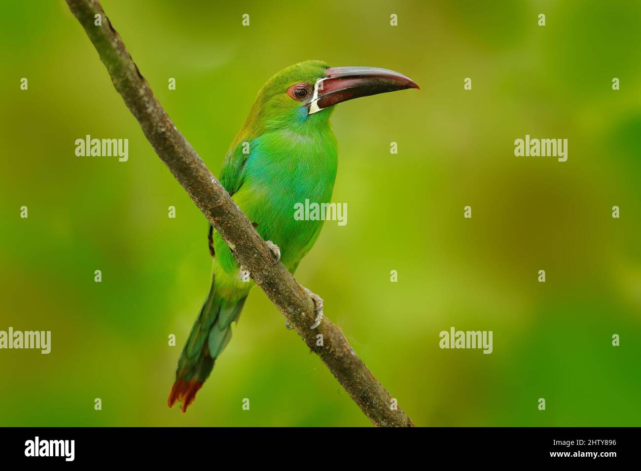 Aracari fatturati a fuoco, Pteroglossus frantzii, uccello con grande fattura. Toucan seduto sul ramo nella foresta, Costa Rica. Birdwatching viaggio in centro Foto Stock