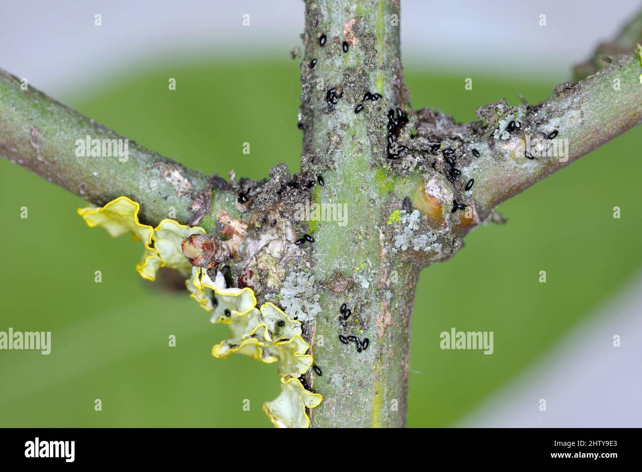 Uova di afide (afidi di fagiolo nero, Aphis fabae) in eccesso su rametti di fuso (Euonymus). Foto Stock