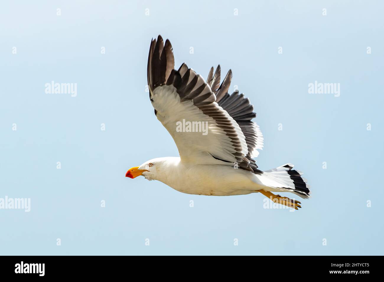 Gabbiano Pacifico in volo, Larus pacificus su Flinders Island, Tasmania, Australia Foto Stock