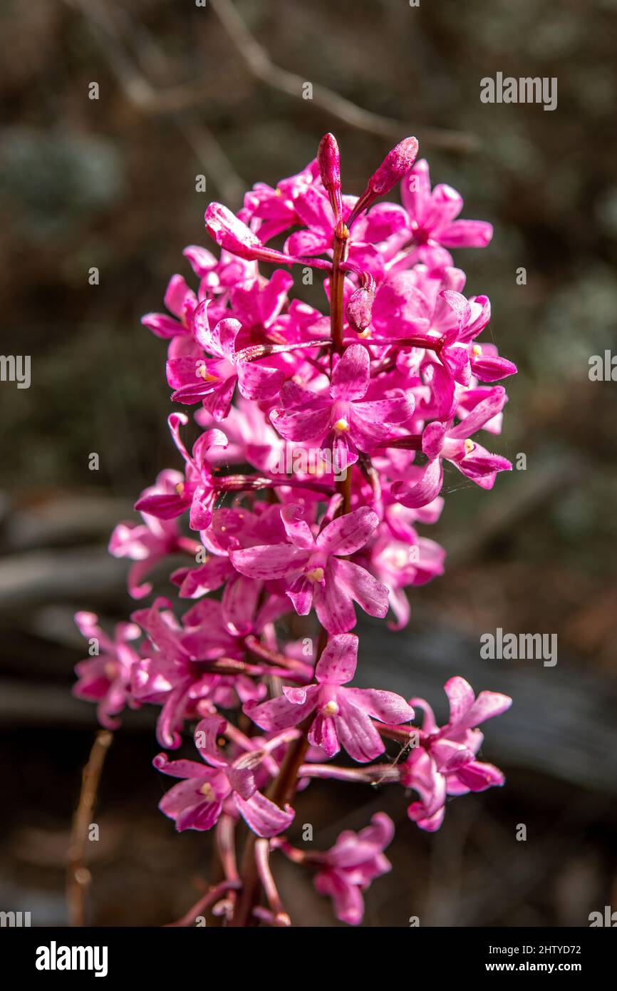 Roseum di Dipodium, Hyacinth Orchid a Wineglass Bay, Tasmania, Australia Foto Stock