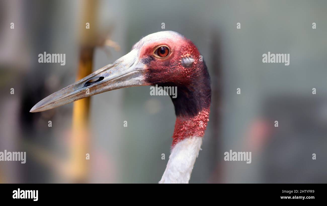 Becco grande per collo e testa di Sarus Crane indiano. Con sfondo sfocato Foto Stock