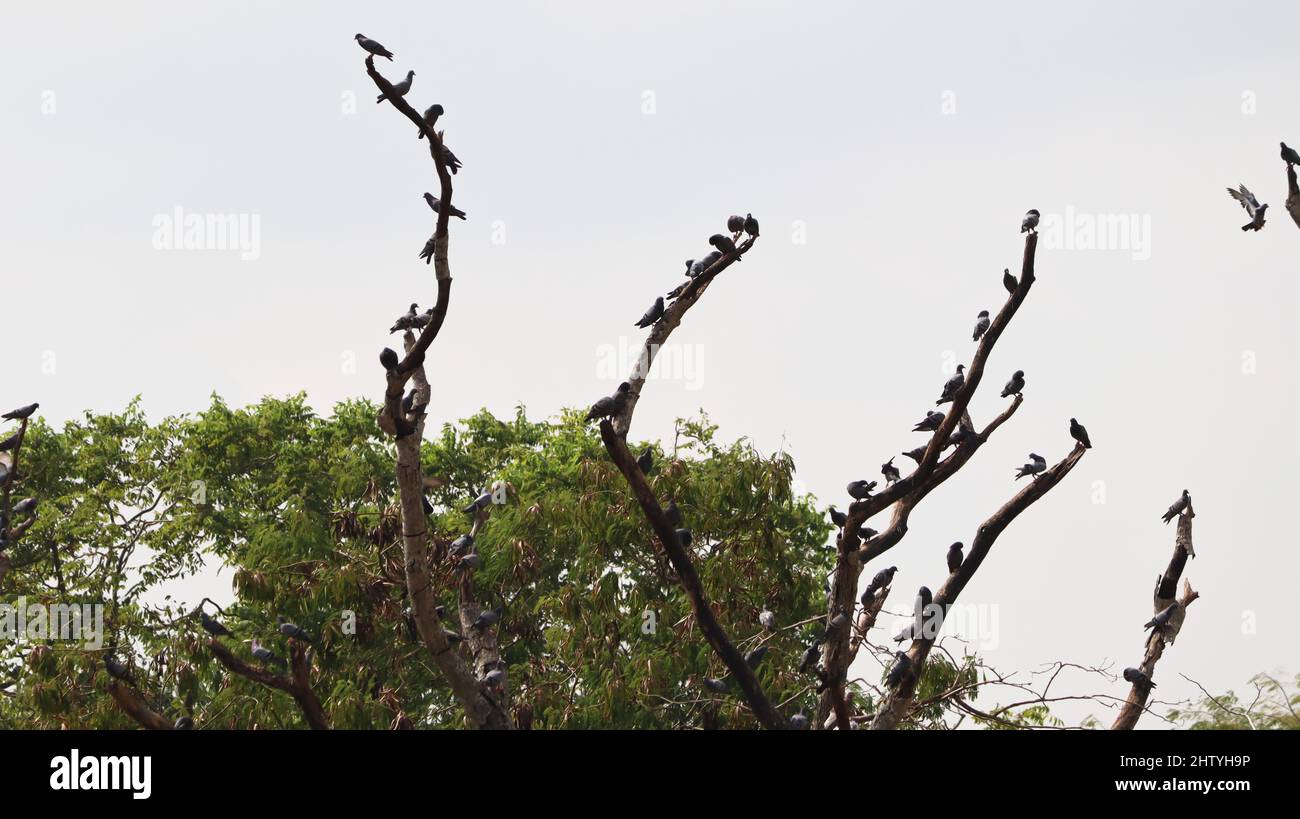 Un gregge di piccioni è appollaiato su un ramo di albero secco, con sfondo cielo Foto Stock