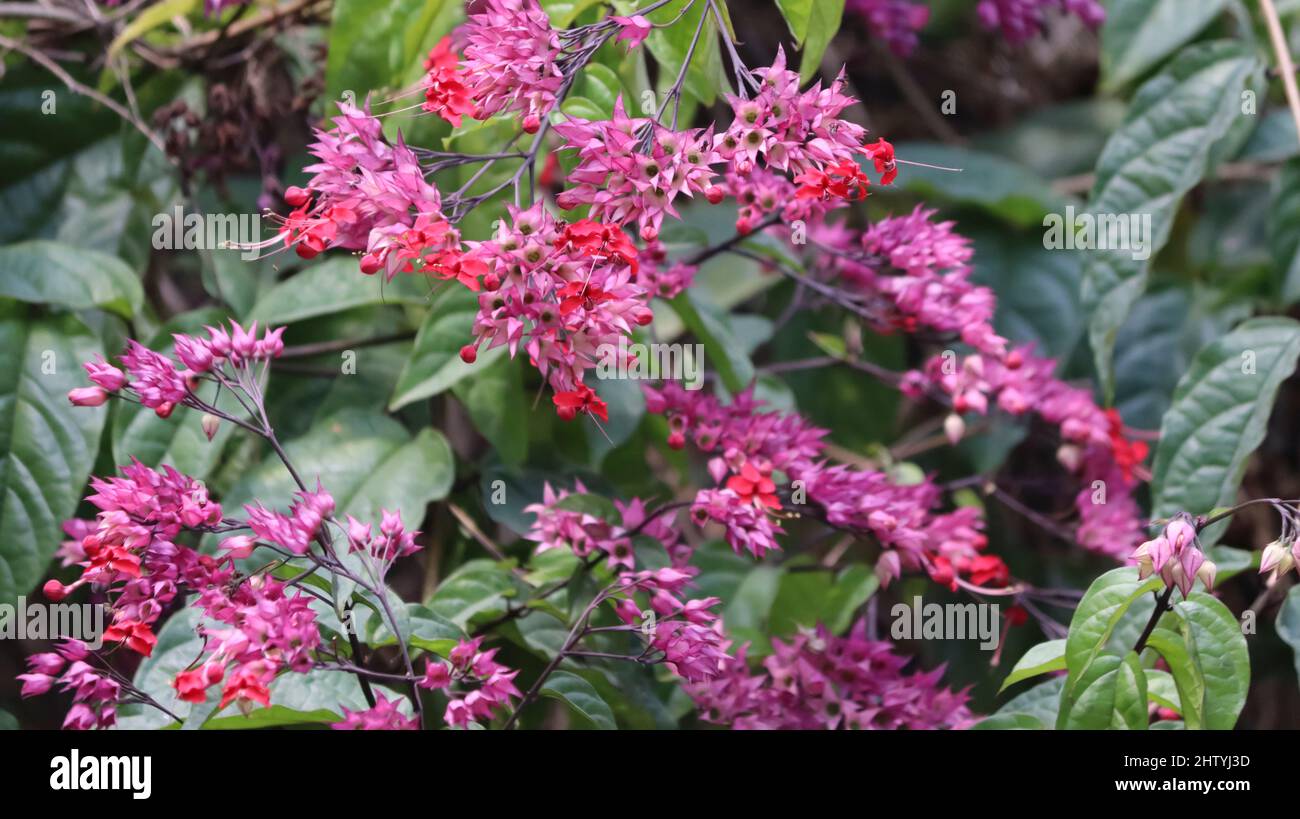 Bougainvillea fiore di carta rosa sulla pianta. Su sfondo verde chiaro Foto Stock