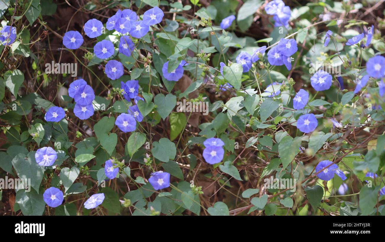 Clitoria ternatea fiori di colore viola nella pianta. Con sfondo sfocato Foto Stock