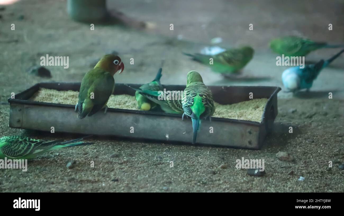 gli uccelli del parakeet sono gli uccelli che stanno floccando. Con sfondo sfocato Foto Stock