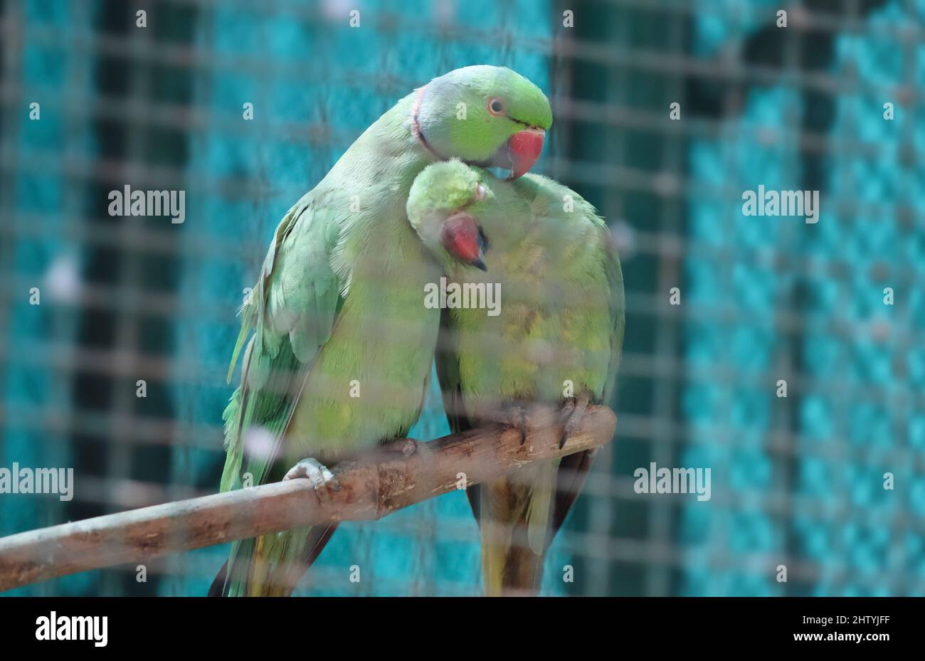 Pappagallo verde in coppia in un punto leggermente fioca nell'umore d'amore. Con sfondo sfocato Foto Stock