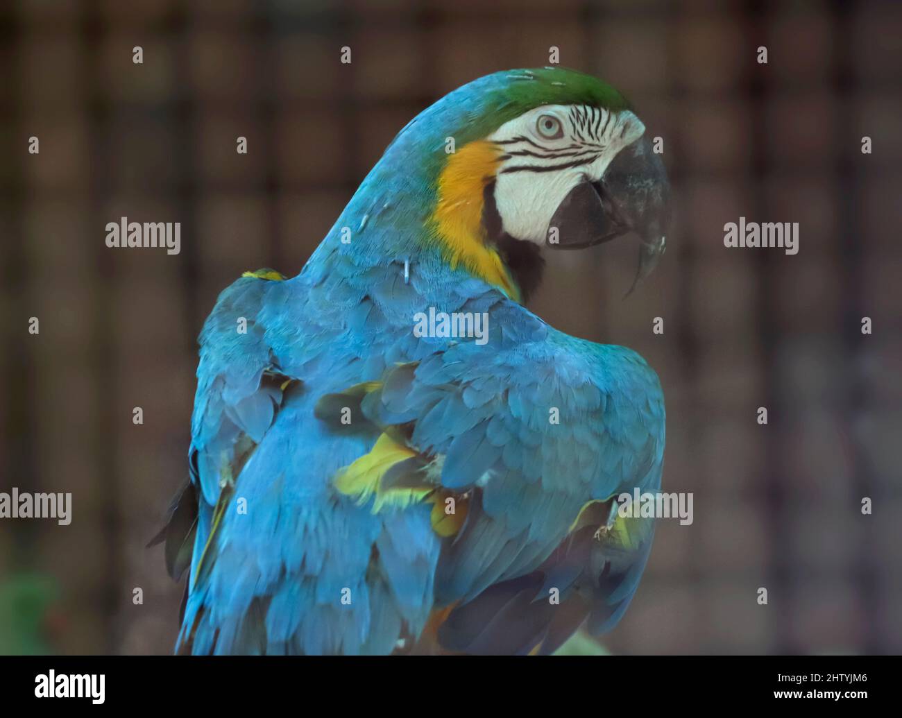 pappagallo di macaw in un punto leggermente fioco. Con sfondo sfocato Foto Stock