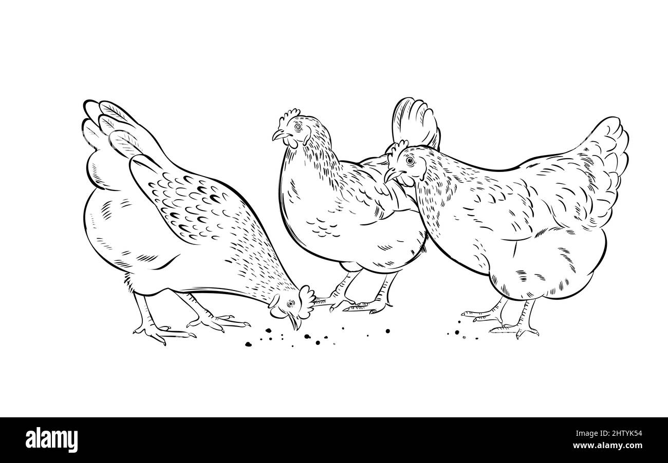 Peck di polli domestici disegnato a mano a grano Illustrazione Vettoriale