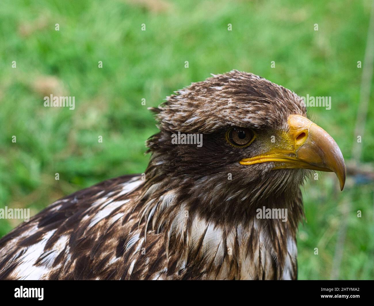 Aquila d'oro portrai fotografia della testa . Marrone, piumaggio bianco e occhi gialli brillanti. Primo piano di un uccello Foto Stock