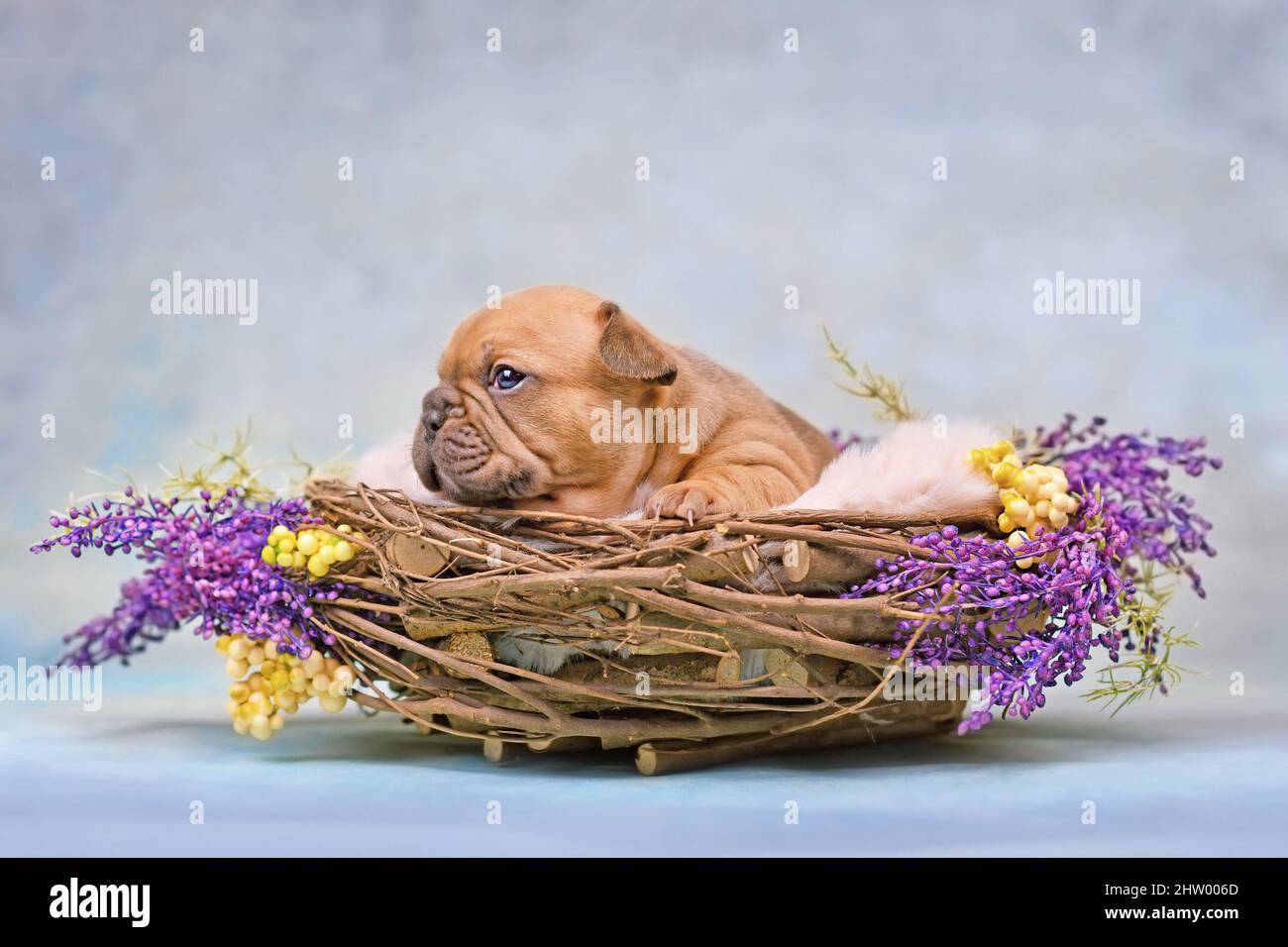 Red Fawn cane Bulldog francese cucciolo in nido animale decorato con fiori Foto Stock