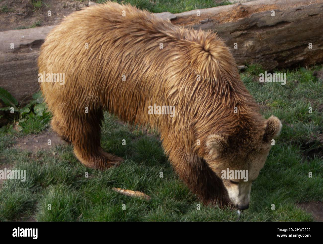 The Ours Brun 01 Marzo 2022 Zoo Beauval - Foto Laurent Lairys / ABACAPRESS.COM Foto Stock