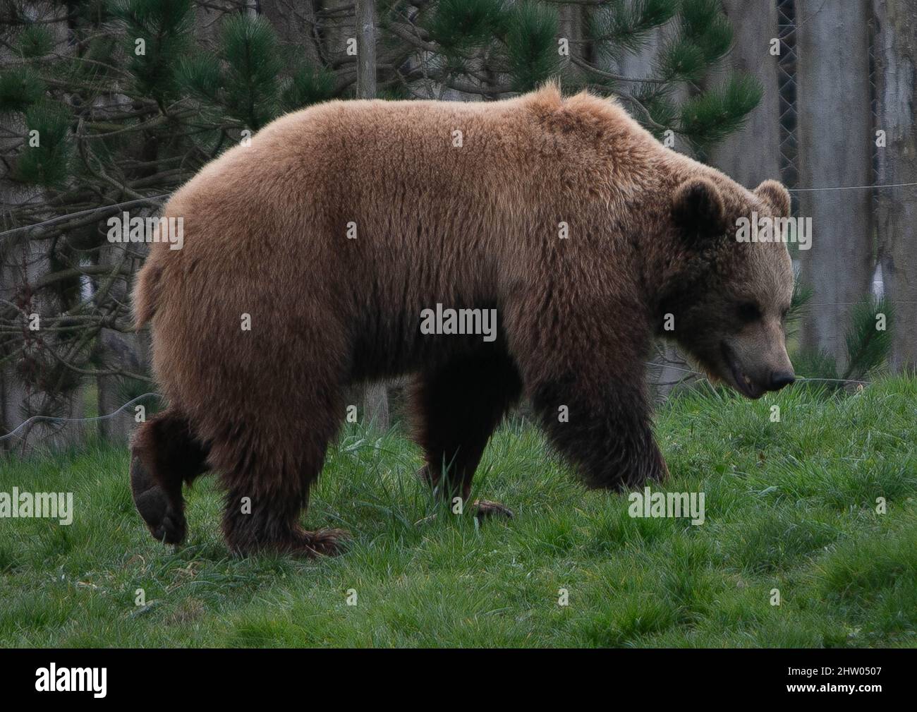 The Ours Brun 01 Marzo 2022 Zoo Beauval - Foto Laurent Lairys / ABACAPRESS.COM Foto Stock