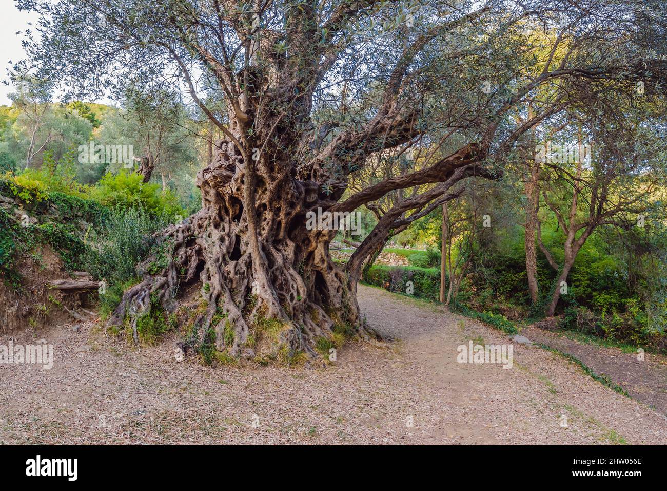 Olivo di 2000 anni: Stara Maslina a Budva, Montenegro. Si ritiene che sia l'albero più antico d'Europa ed è un'attrazione turistica. Nel Foto Stock