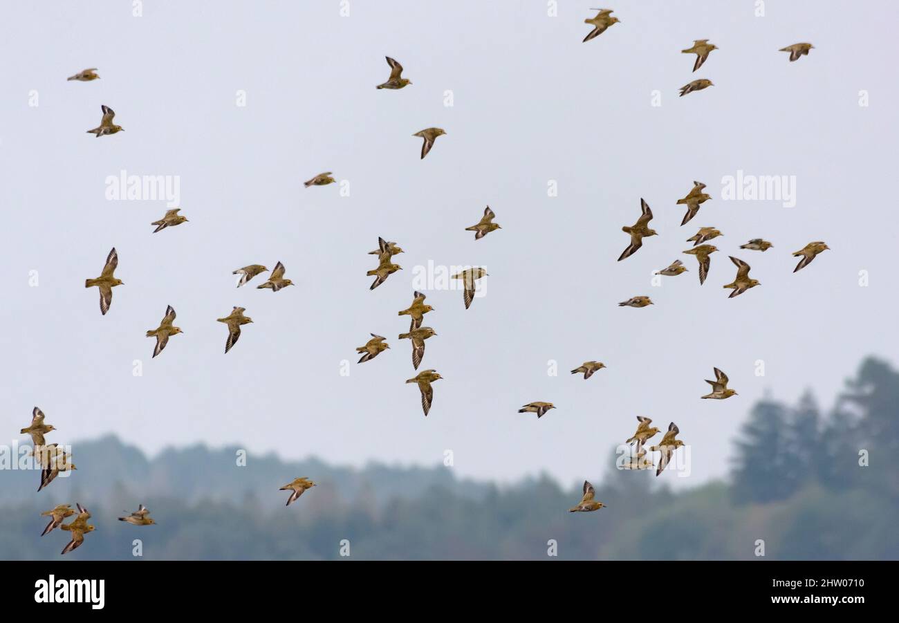 Gregge di povers dorati (Pluvialis albicaria) in volo su terre e campi durante la migrazione autunno Foto Stock