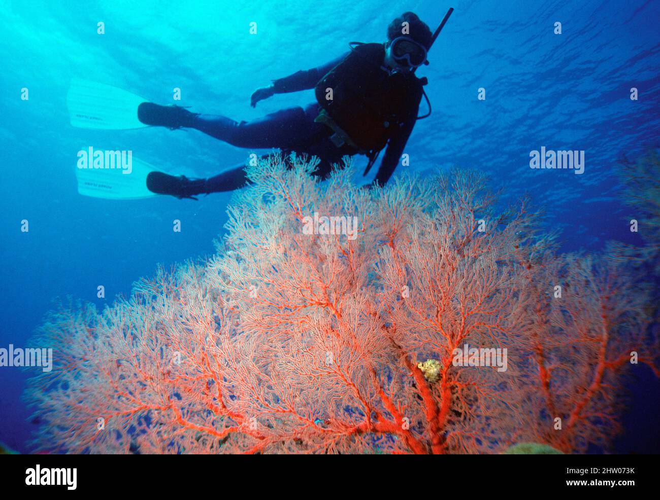 Papua Nuova Guinea. Kimbe Bay. Subacqueo subacqueo con Gorgonian Fan Coral. Foto Stock