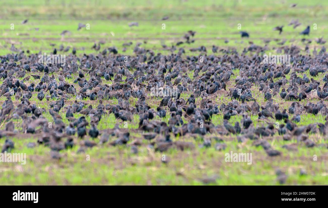 Grande gregge di giovani (Sturnus vulgaris) che si nutrono di campi verdi nella stagione autunnale Foto Stock