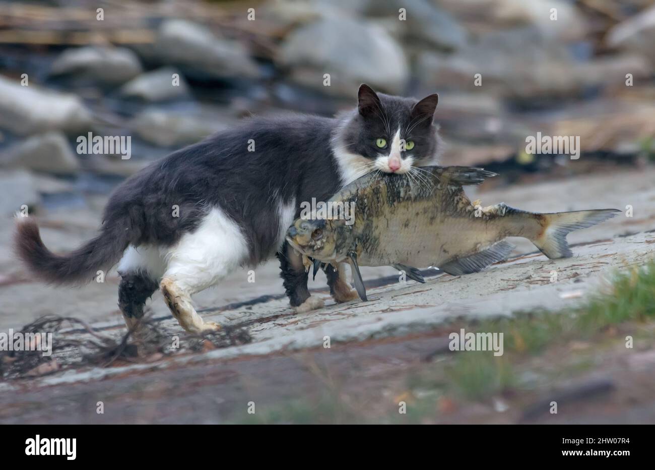 Gatto selvatico ferale che tiene pesci molto grandi catched vicino al lago Foto Stock