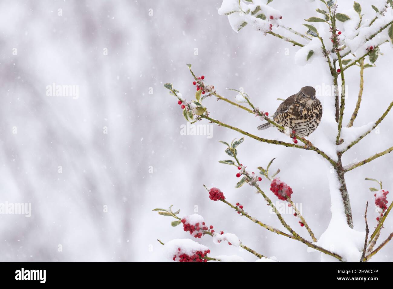 Un Thrush di Mistle (Turdus Viscivorus) che ripara da un Blizzard in un albero agrifoglio coperto di neve (Ilex aquifolium) coperto di frutti rossi Foto Stock