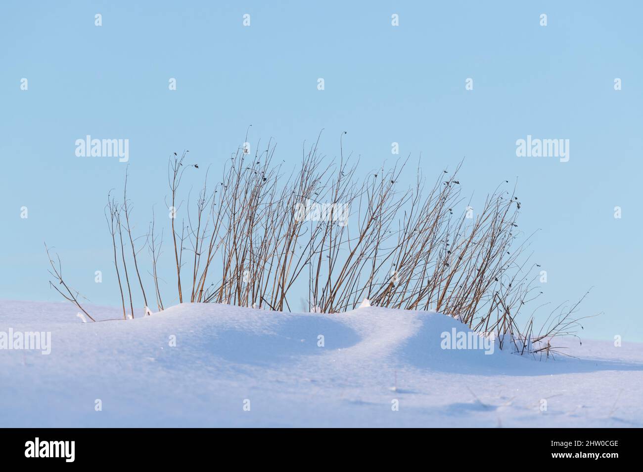 La neve si sgocciolerà intorno alla vegetazione - in questo caso steli morti di Nettle comune (Urtica dioica) - nel sole d'inverno Foto Stock