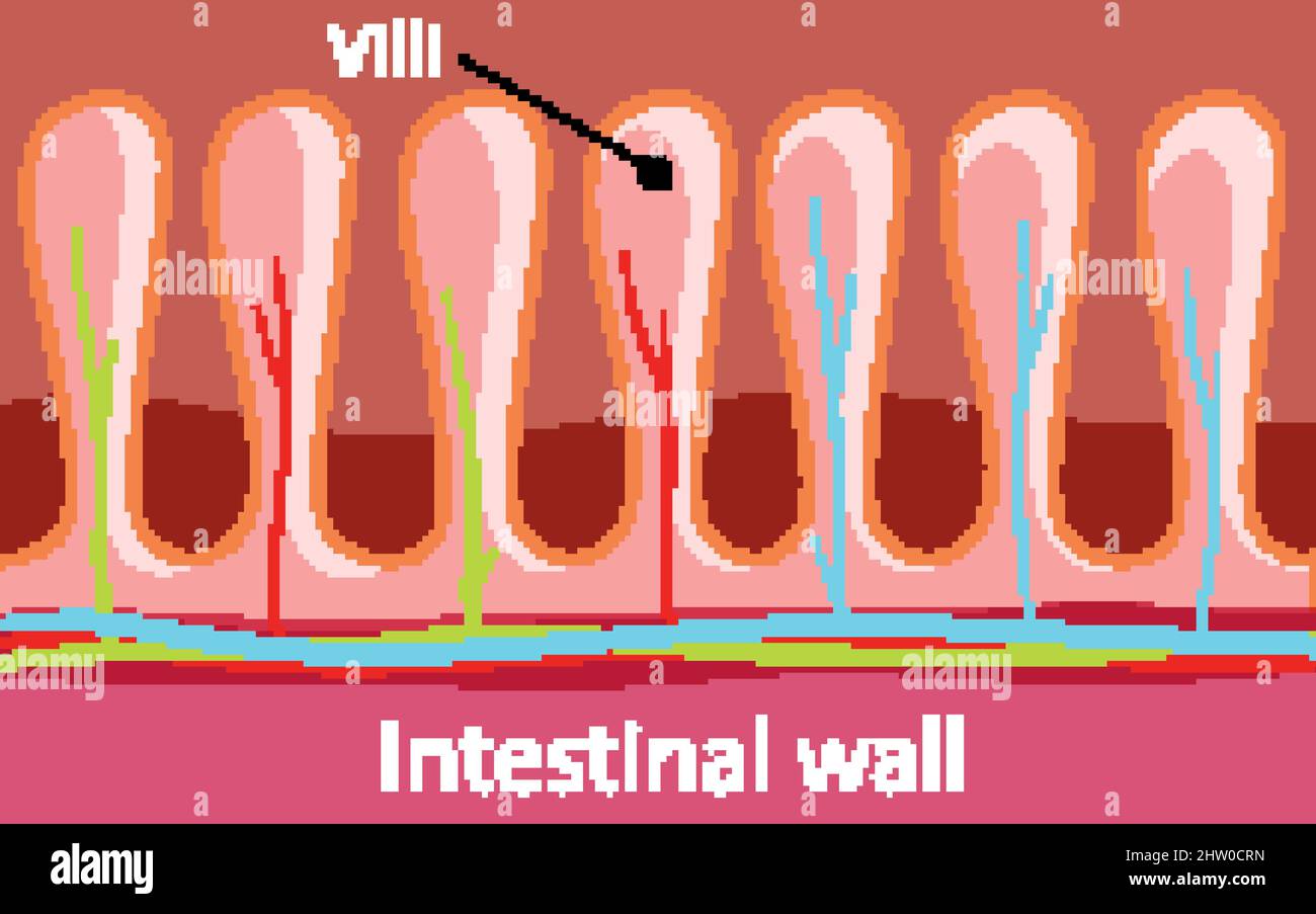 Diagramma che mostra l'illustrazione della struttura della parete intestinale Illustrazione Vettoriale
