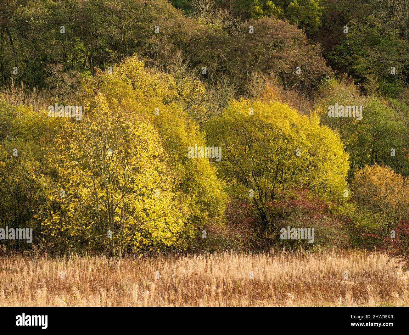 Splendidi colori autunnali su un bosco deciduo in Ayrshire, Scozia. Foto Stock