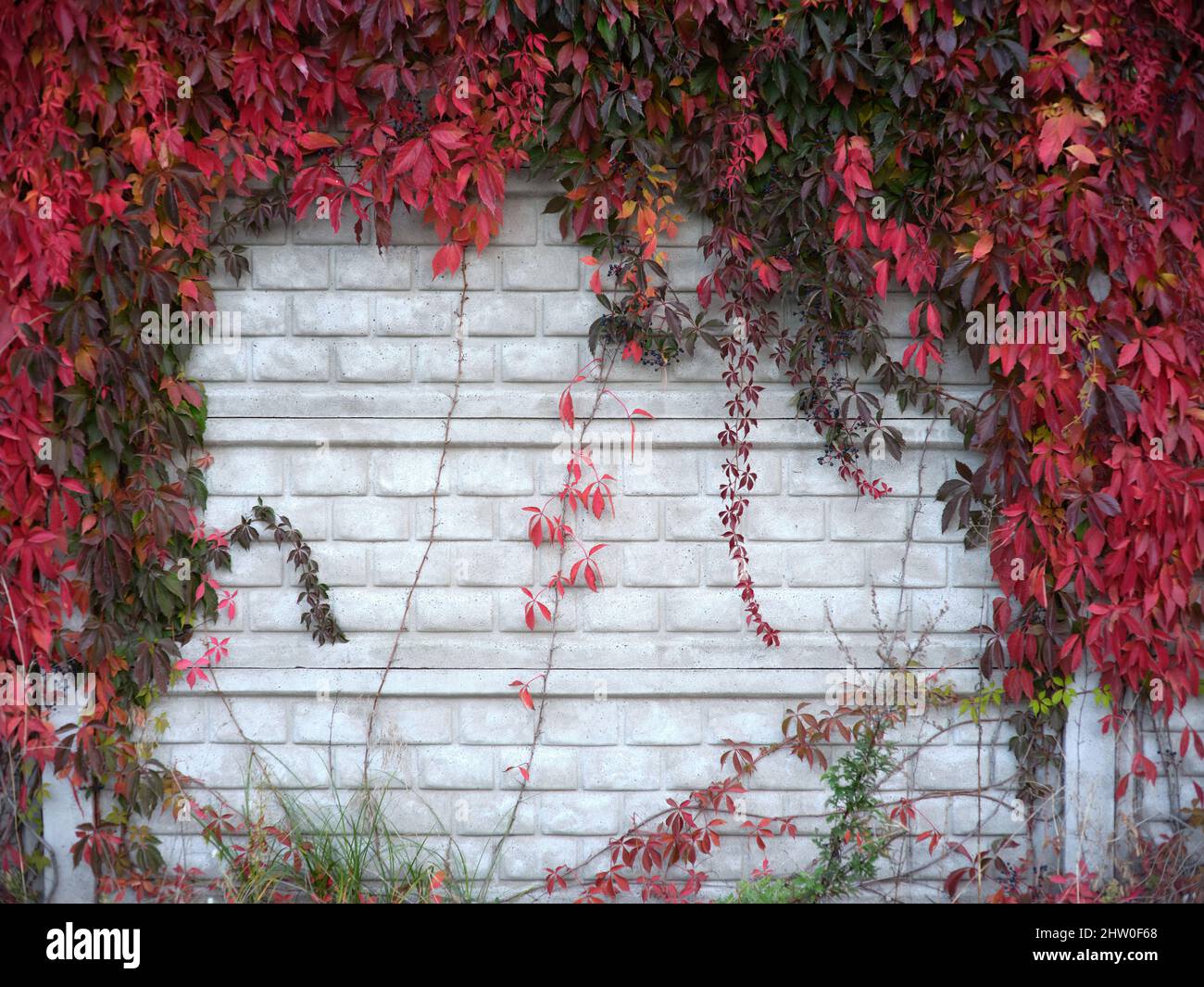 Muro di mattoni con diverse piante di scalata su di esso in autunno Foto Stock