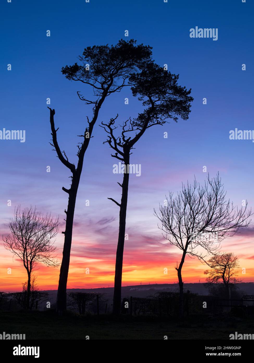 Una colorata silhouette al tramonto di un gruppo di alberi. Foto Stock