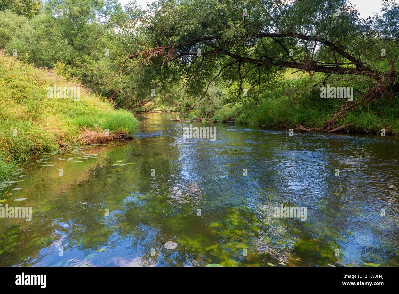 Foresta fiume all'ombra di una foresta in una giornata estiva di sole Foto Stock